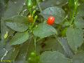 Hot Pepper / Capsicum frutescens